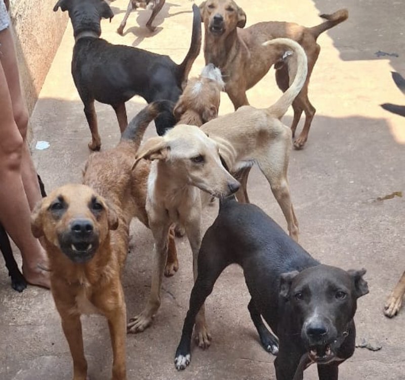 Botucatu: mulher é presa por maus-tratos a 27 animais