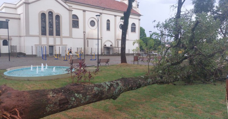 Quedas de árvores são registradas após chuva em Botucatu