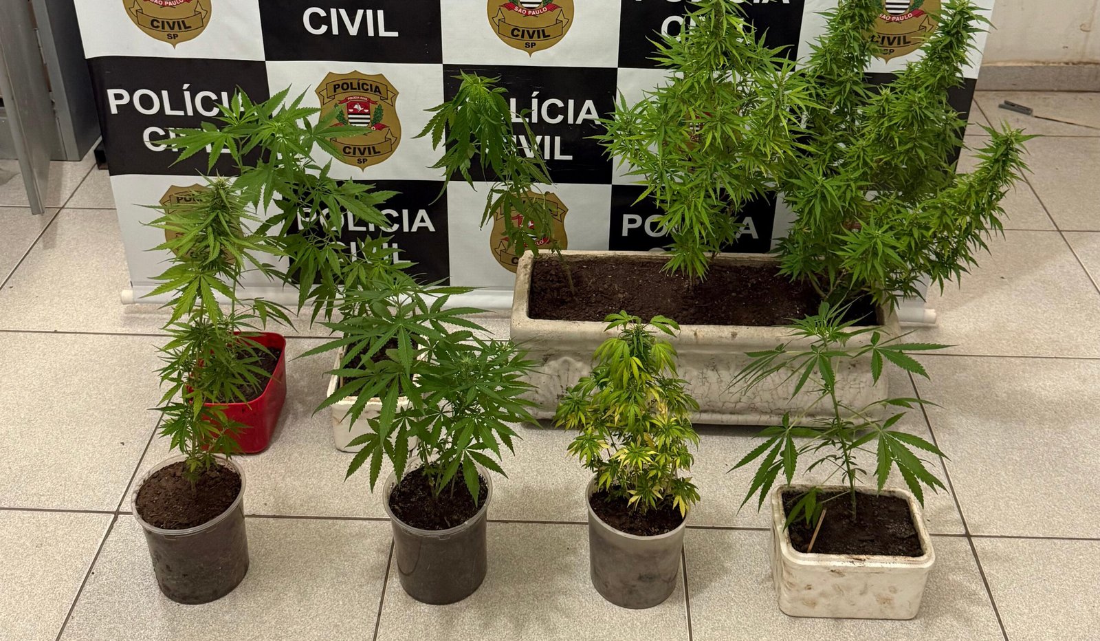 Polícia flagra plantação de cannabis em residência