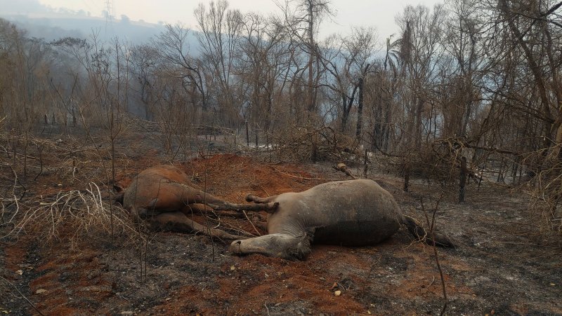 Incêndios em Botucatu: destruição e mortes de animais