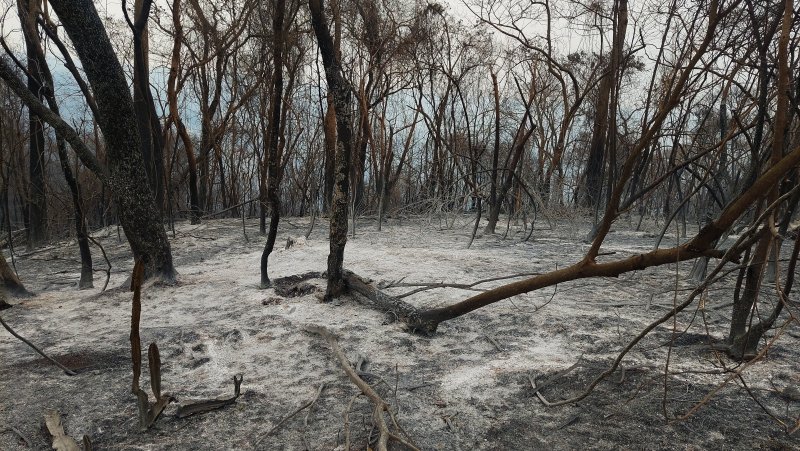 Projeto da Unesp Botucatu fará plantio de mudas de árvores em áreas afetadas por incêndios