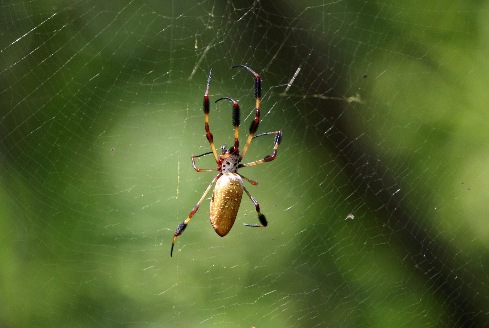 Picadas de aranhas são 2ª causa de envenenamento no país