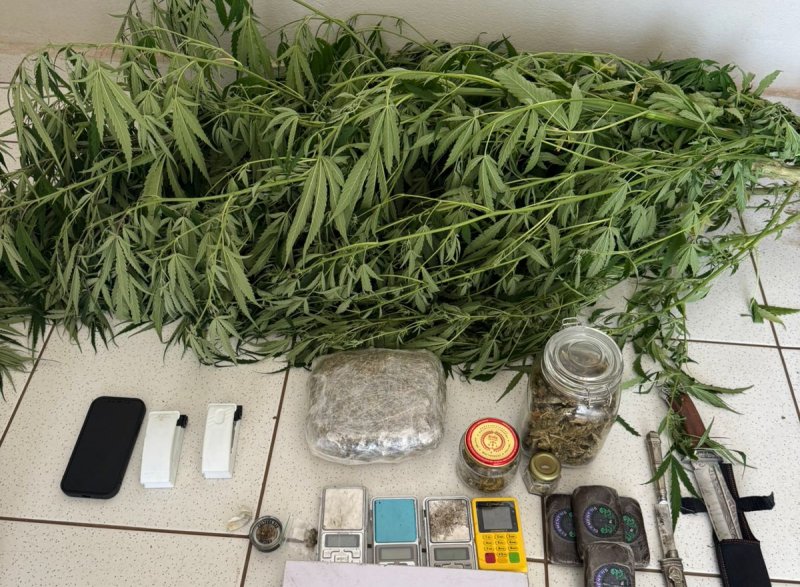 PM flagra plantação de cannabis e tráfico de drogas em Botucatu