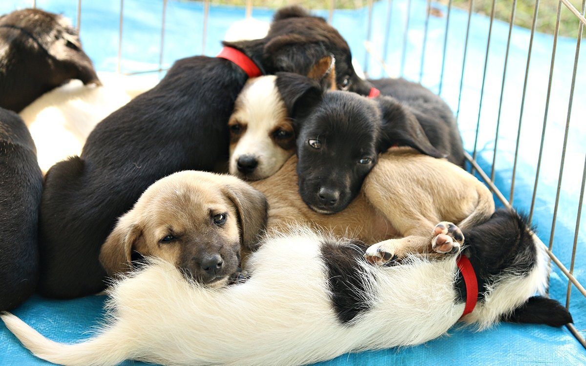 Botucatu terá nova feirinha de adoção de cães e gatos no domingo (10)