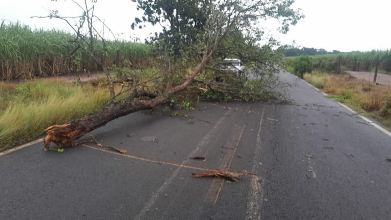 Chuva provoca queda de árvore em vicinal de Botucatu