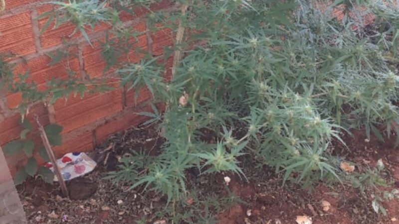 Homem flagrado com plantação de cannabis no quintal de casa