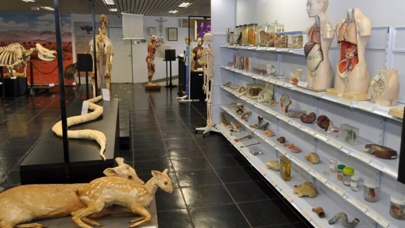 Museu de Anatomia da Unesp Botucatu expande acervo interativo