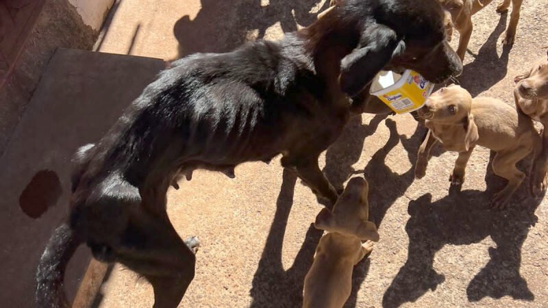 Tutora é presa por maus-tratos e negligência contra cachorra e dez filhotes