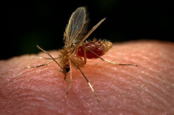 Vigilância Ambiental começará inquérito sorológico de leishmaniose em Rubião Júnior