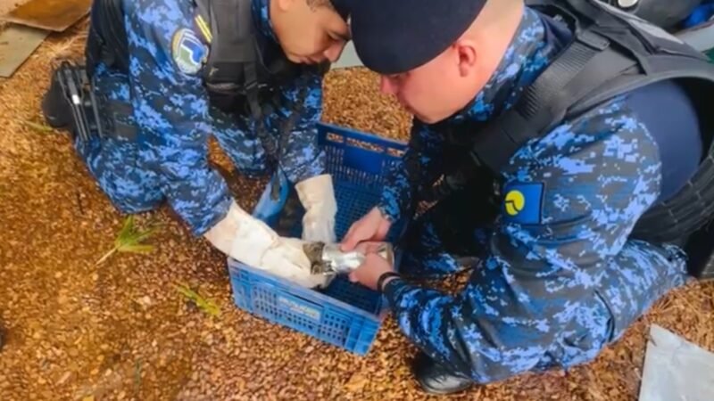 Quati prende cabeça em lata e acaba salvo pela GCM