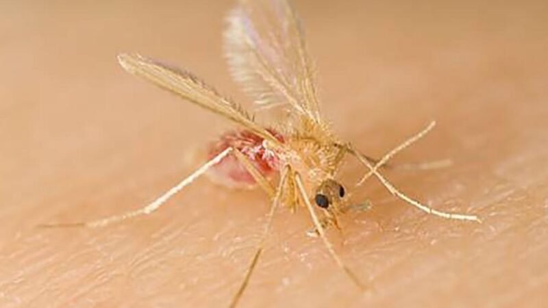 Prefeitura e Unesp Botucatu promovem curso sobre leishmaniose visceral