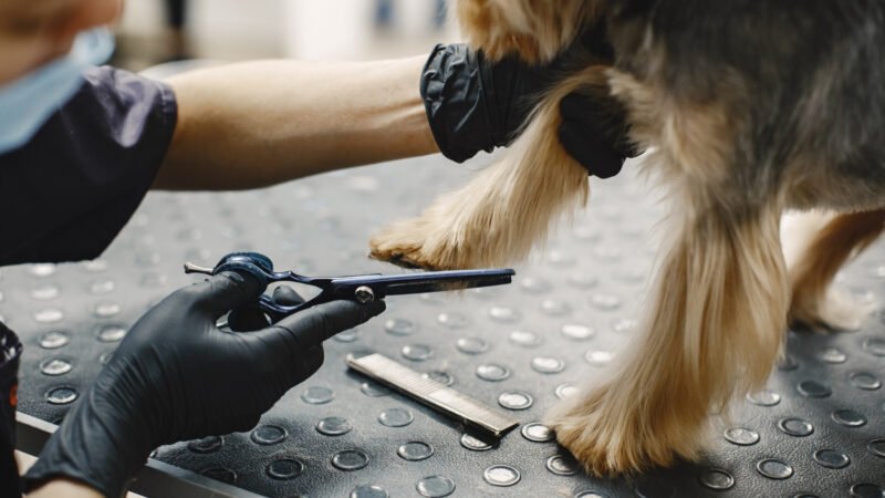 Câmara aprova regulamentação da profissão de tosadores de pets