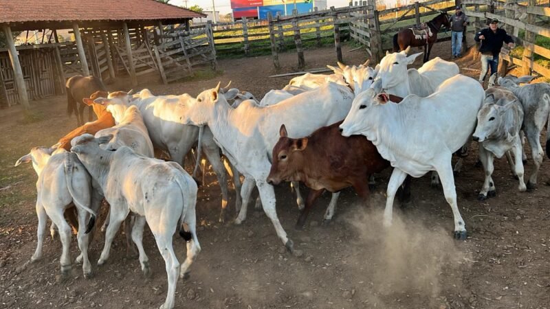 Polícia recupera gado furtado de fazenda