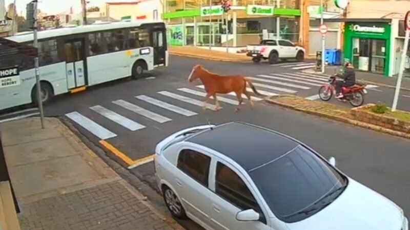 Botucatu: cavalo solto flagrado em avenida