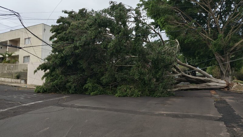 Botucatu: tempestade provocou a queda de 100 árvores e destelhamento de 50 residências