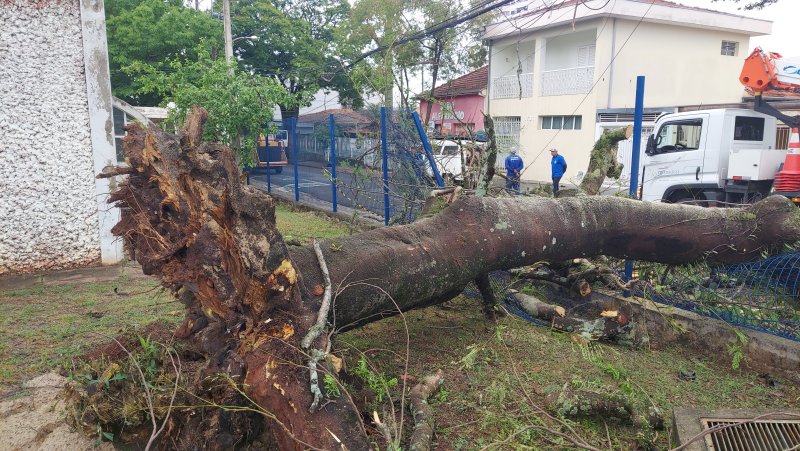 Árvore cai no Espaço Cultural de Botucatu e interdita rua