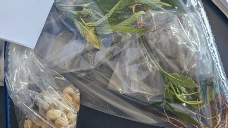 Denúncia de furto de energia resulta em apreensão de drogas e plantio de cannabis