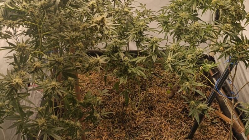 Homem é preso por abandono de incapaz e manter plantação de cannabis