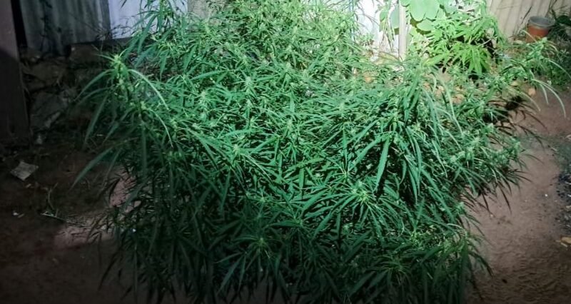 Denúncia de violência doméstica termina em flagrante de tráfico de drogas