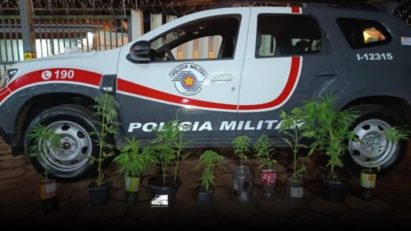 Traficante preso com drogas no carro e plantação de cannabis em casa