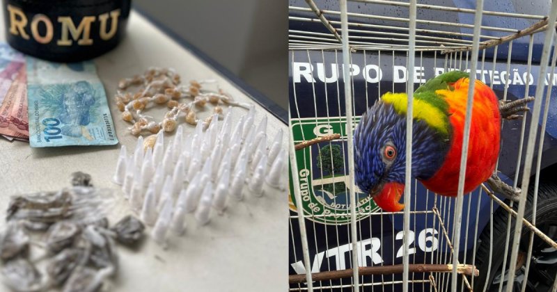 Flagrante de tráfico termina com apreensão de pássaro exótico