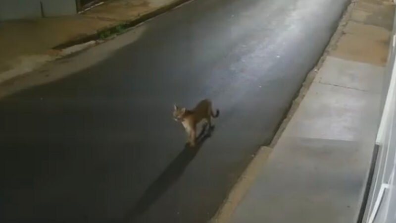 Onça-parda flagrada circulando pelo centro de São Manuel