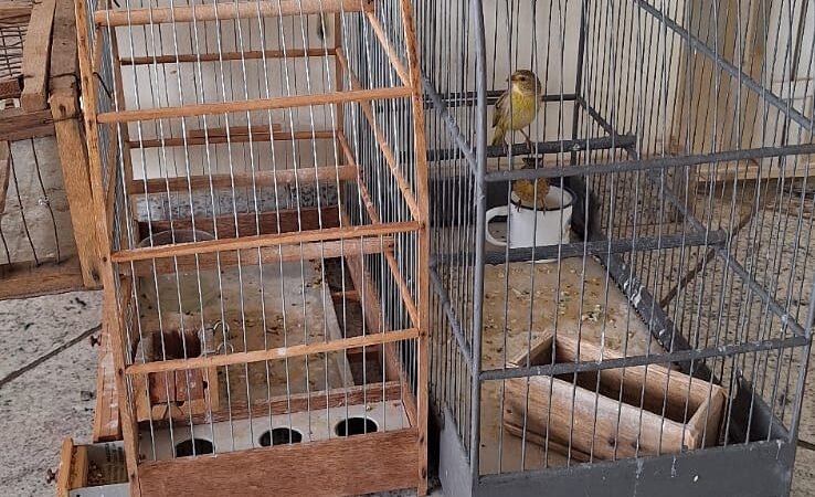 Idoso autuado por caça de pássaros silvestres