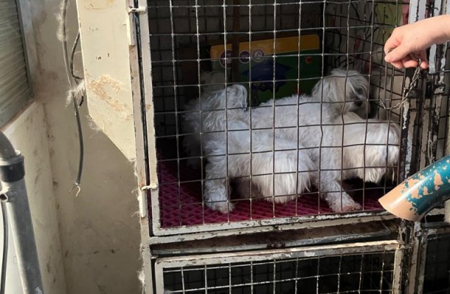 Médica veterinária presa por manter canil clandestino