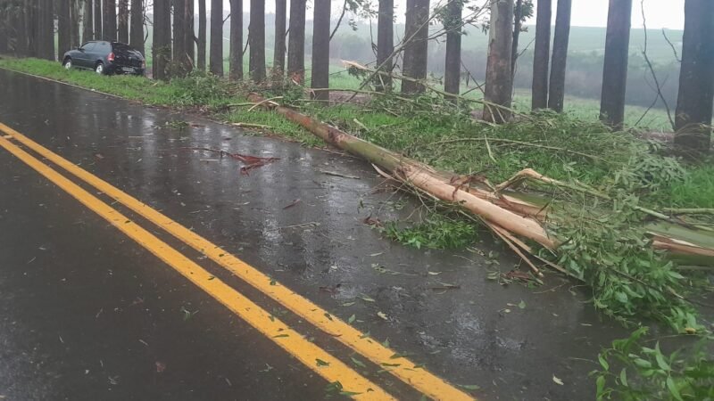 Queda de eucalipto provoca acidente em vicinal