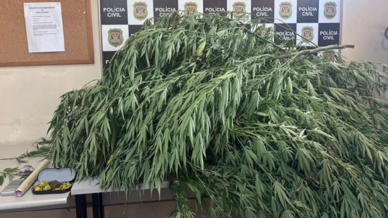 Mãe e filho presos por tráfico de drogas