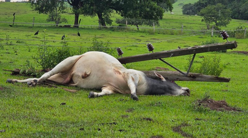 Queda de poste mata gado em propriedade rural