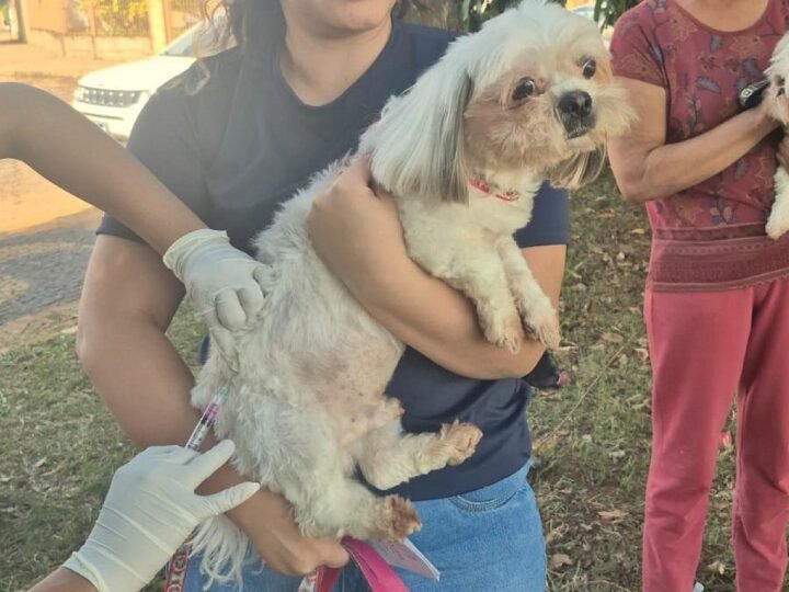 Avaré promoverá nova vacinação contra raiva no dia 25