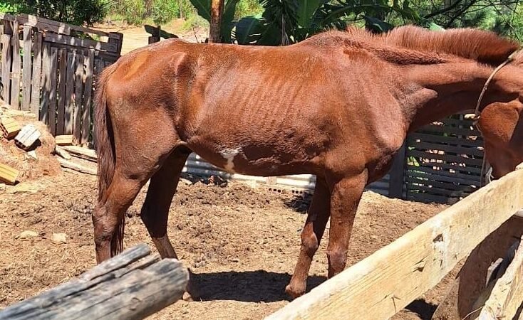 Homem autuado por maus-tratos contra cavalo e aves