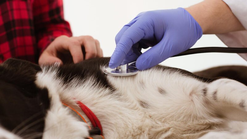 Botucatu intensifica monitoramento em casos de Leishmaniose Canina