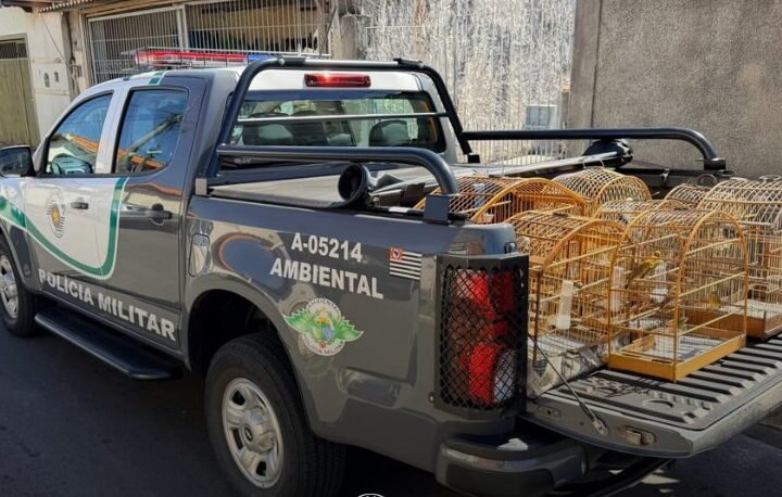 PM apreende aves silvestres mantidas ilegalmente em cativeiro