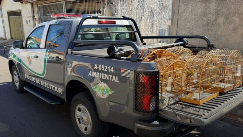 PM apreende aves silvestres mantidas ilegalmente em cativeiro