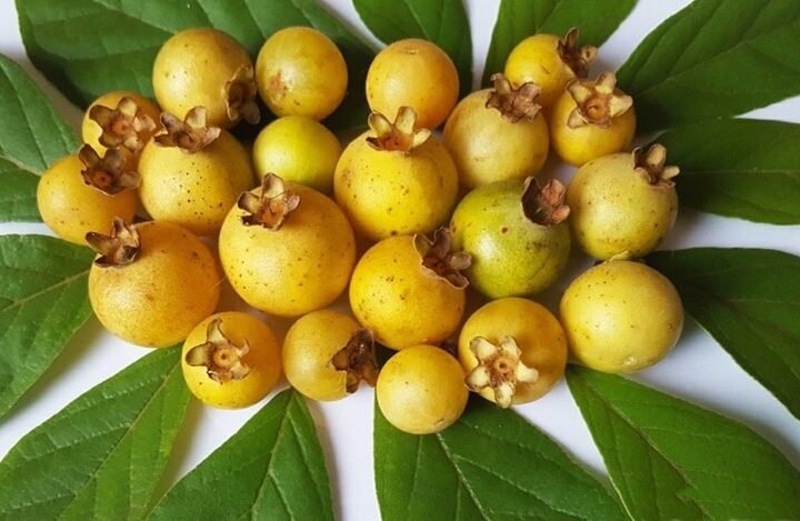 Cientistas estudam possíveis benefícios da guabiroba à saúde