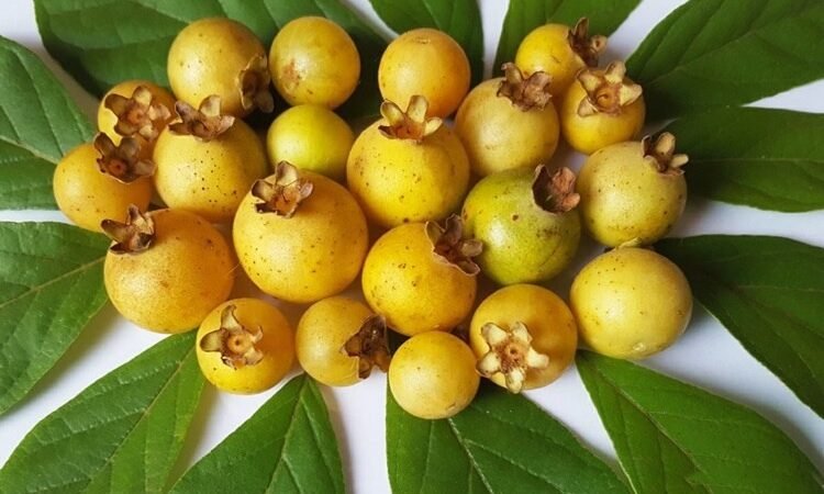 Cientistas estudam possíveis benefícios da guabiroba à saúde