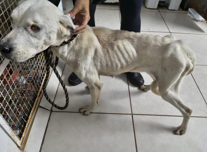 Tutor preso por maus-tratos contra cachorra cega