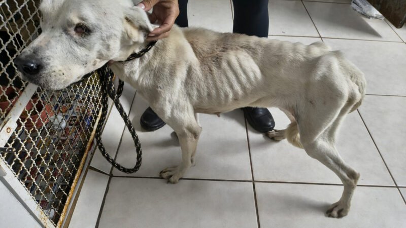 Tutor preso por maus-tratos contra cachorra cega