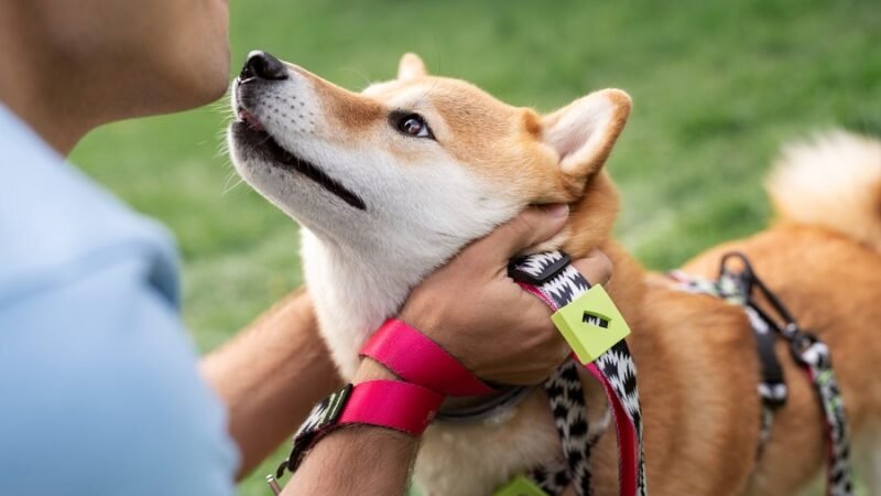 Pets fazem tão bem quanto amigos e família