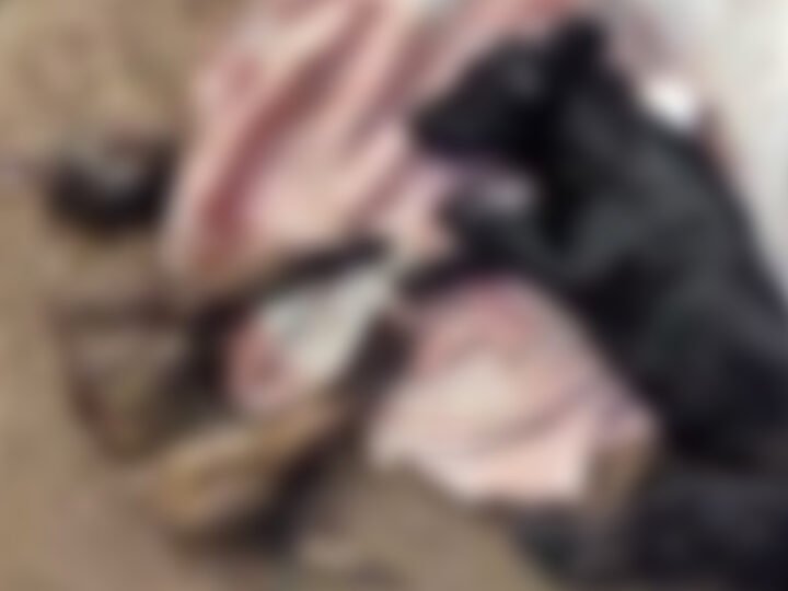 Idoso é preso por matar cachorro, ferir outro e descartar corpos em caçamba