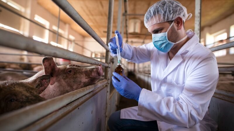 Zootecnistas podem ser incluídos no piso salarial de engenheiros e veterinários