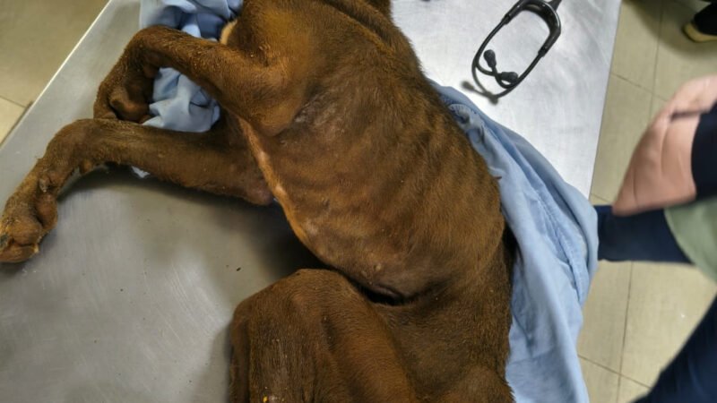 Botucatu: mulher presa por maus-tratos a cachorra