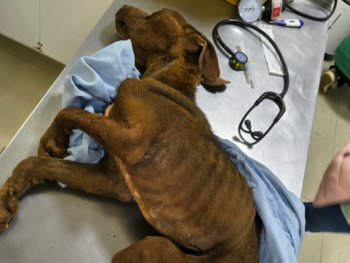 Mulher acaba presa por maus-tratos a cachorra