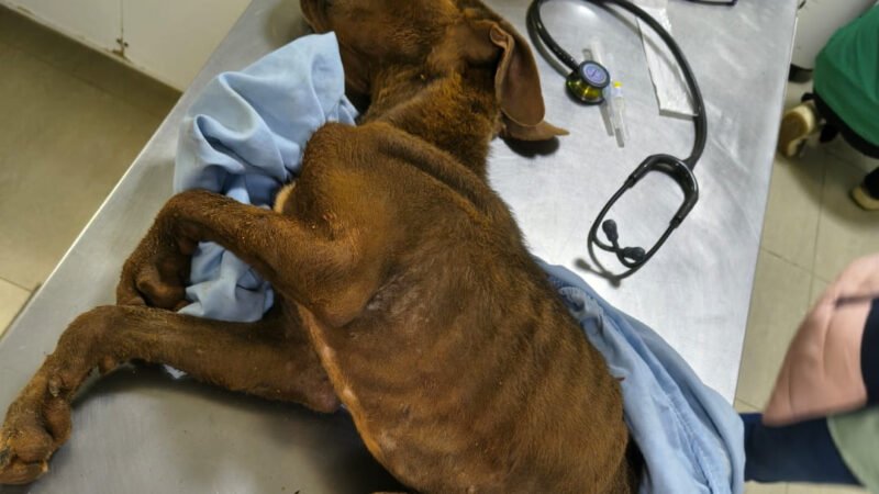 Mulher acaba presa por maus-tratos a cachorra