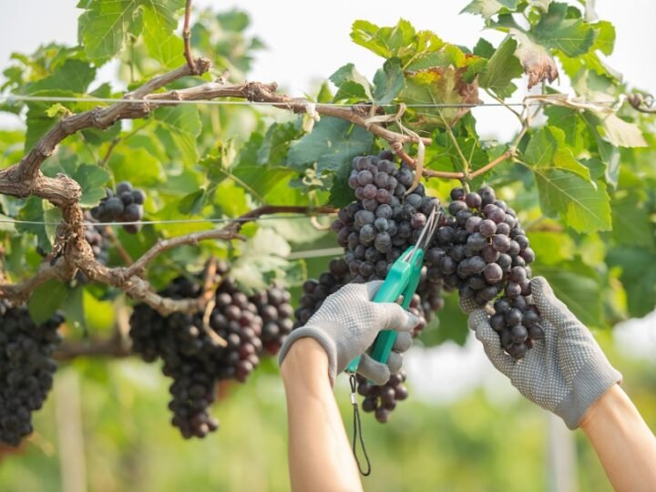 Sindicato Rural está com inscrições abertas para cursos gratuitos na região
