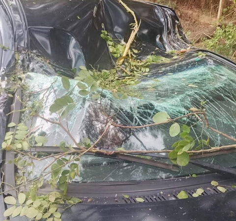 Idoso morre em queda de árvore sobre carro