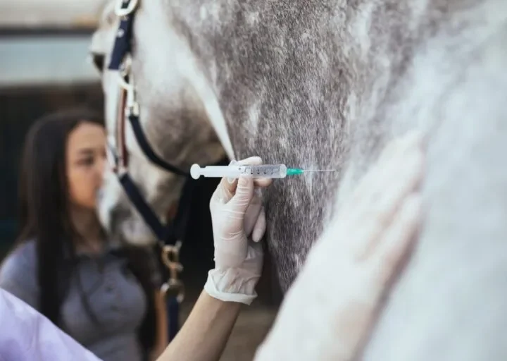Curso gratuito capacitará para aplicação de medicamentos e vacinas em cavalos