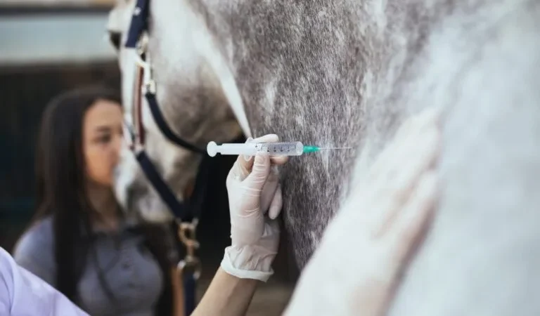 Curso gratuito capacitará para aplicação de medicamentos e vacinas em cavalos